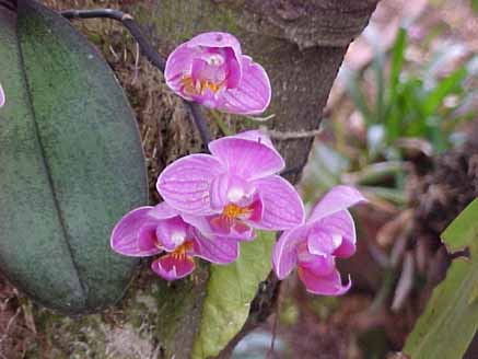 60 - Orquídeas Phalaenopsis