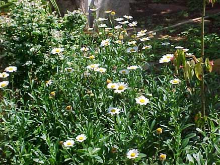 70 - Margaridas (Chrysanthemum leucanthemum L.)